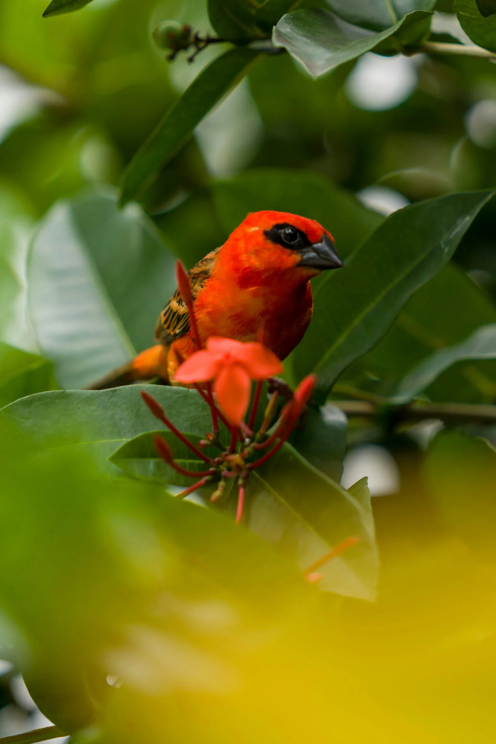 Red fody bird in Seychelles