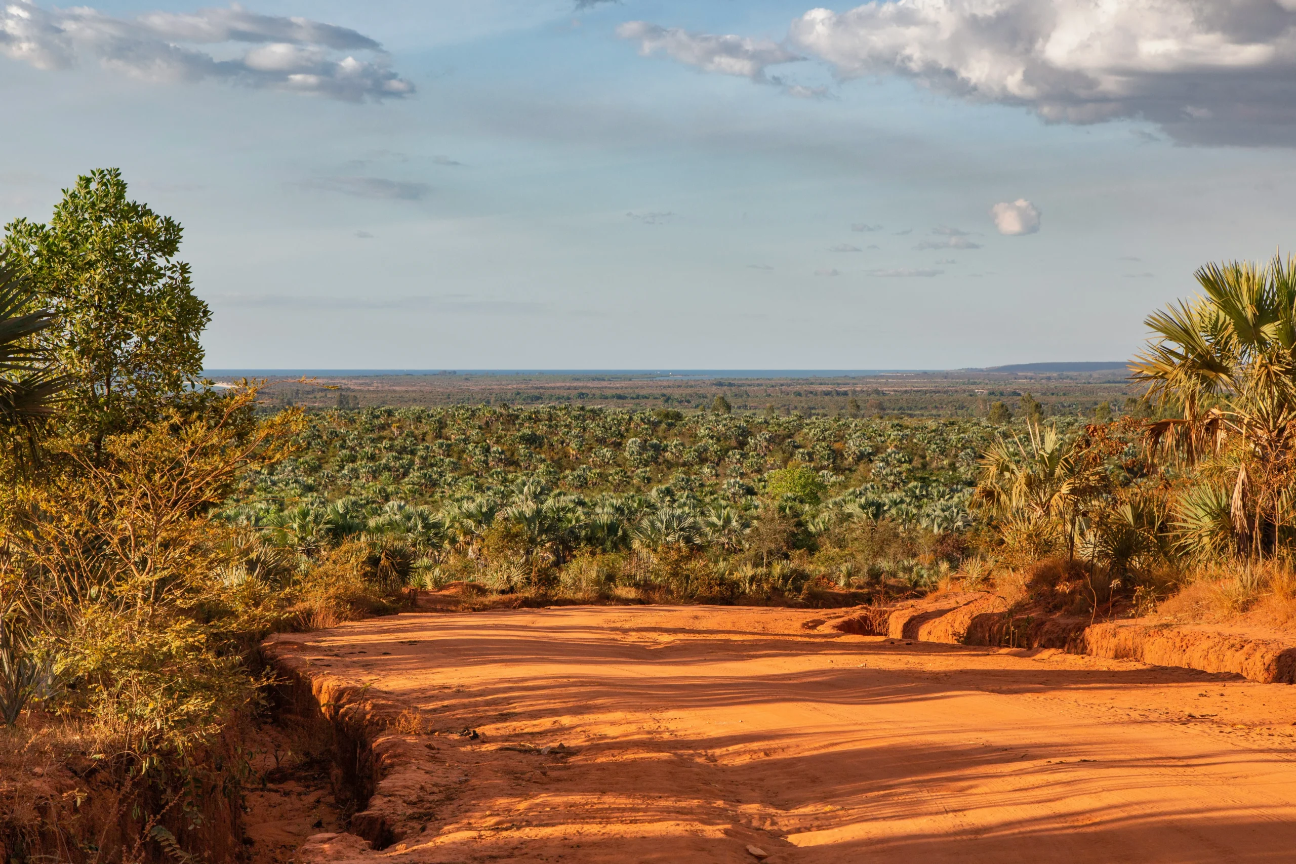 Red dirt road through palm forest in Madagascar