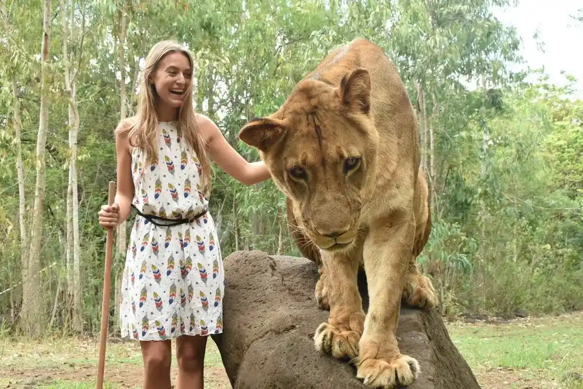 Walk with lions in Mauritius