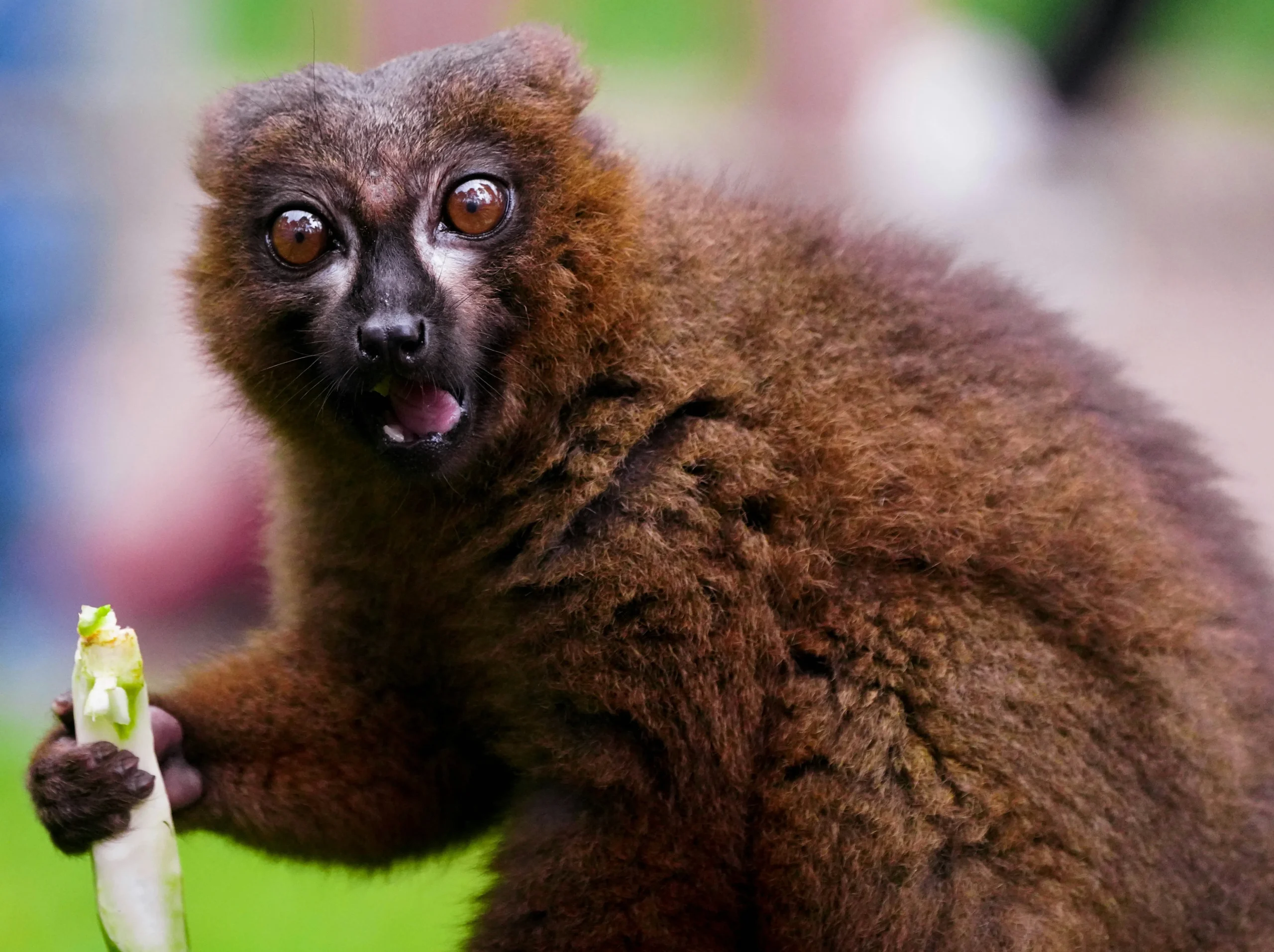 Lemur in Madagascar